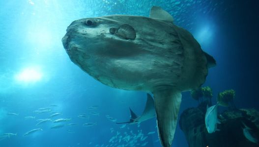 Sunfish City adult sex game